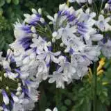 Agapanthus Queen Mum 2019 Pplagaqmu - Garden Express Australia