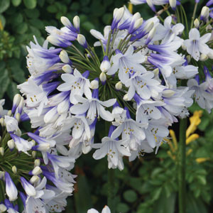 Agapanthus Queen Mum Tm (Pbr) Agapanthus Queen Mum Tm (Pbr)