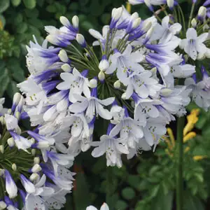 Agapanthus Queen Mum Tm (Pbr) Agapanthus Queen Mum Tm (Pbr)