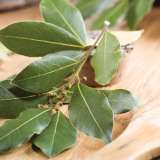 Bay Tree Lpobaytre 2019 - Garden Express Australia