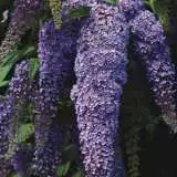 Buddleja Joan 2012 - Garden Express Australia