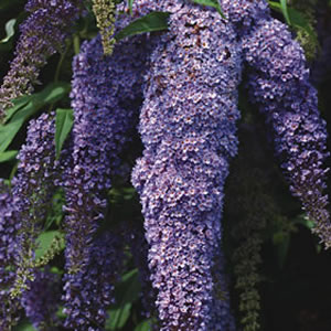 Buddleja Joan Buddleja Joan
