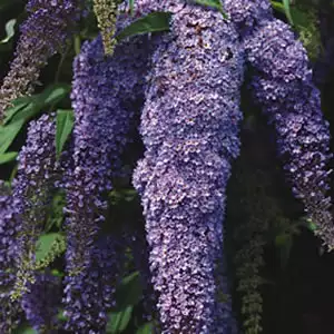Buddleja Joan Buddleja Joan