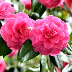 Camellia Chansonette Camellia Chansonette