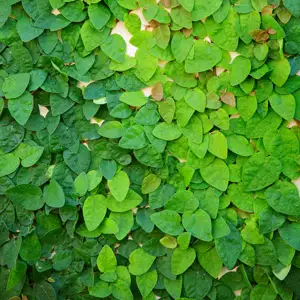 Creeping Fig 68mm