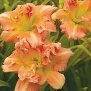 Daylily Bobbie Gerold Daylily Bobbie Gerold