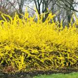 Forsythia Lynwood Gold Forsythia Lynwood Gold