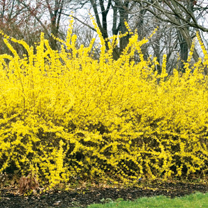 Forsythia Lynwood Gold Forsythia Lynwood Gold