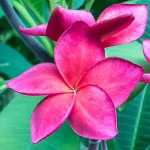 Frangipani Lulus Blood 200mm