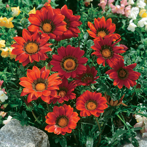 Gazania Big Kiss Red Gazania Big Kiss Red