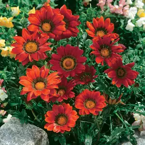 Gazania Big Kiss Red
