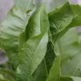 Horseradish 68mm Horseradish 68mm