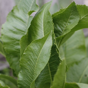 Horseradish 68mm