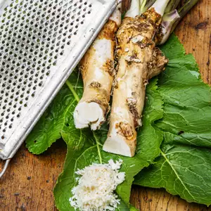 Horseradish 68mm Horseradish 68mm