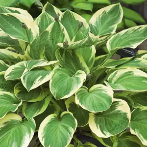 Hosta Blazing Saddles Hosta Blazing Saddles