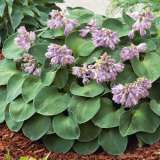 Hosta Trio 2
