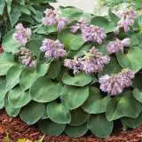 Hosta Trio 2 Hosta Trio 2
