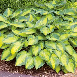 Hosta June Hosta June