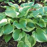 Hosta Pilgrim 15 Fm 14256756pa - Garden Express Australia
