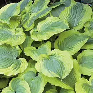 Hosta Robert Frost Hosta Robert Frost
