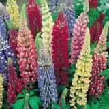 Lupins Mixed - Garden Express Australia