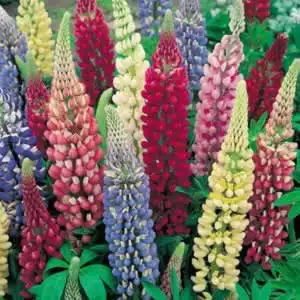 Seed – Lupin Gallery Mix Seed – Lupin Gallery Mix
