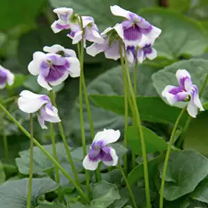 Native Violet 68mm Native Violet 68mm
