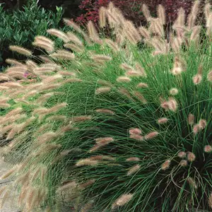 Pennisetum Fountain Grass Pennisetum Fountain Grass