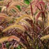Growing Guide Growing Guide