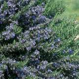 Rosemary Blue Lagoon 15 - Garden Express Australia