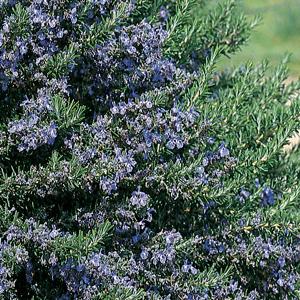 Rosemary Blue Lagoon Rosemary Blue Lagoon
