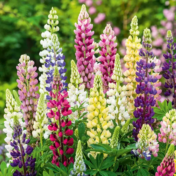 Russell Lupin Mixed Russell Lupin Mixed