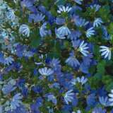 Scaevola Blue Ribbon Scaevola Blue Ribbon