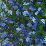 Scaevola Blue Ribbon - Garden Express Australia