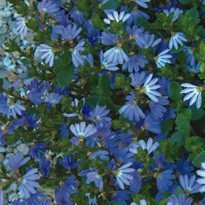 Scaevola Blue Ribbon Scaevola Blue Ribbon