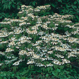 Viburnum Mariesii Viburnum Mariesii
