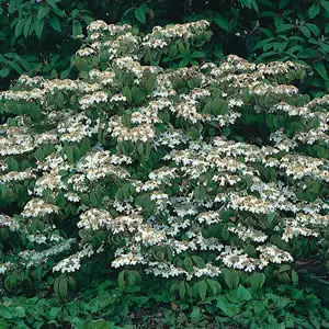 Viburnum Mariesii Viburnum Mariesii