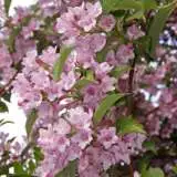 Weigela Rosea 2012 - Garden Express Australia