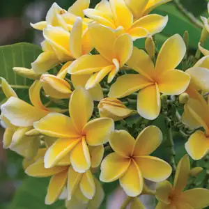 Frangipani Darwin Yellow 200mm Frangipani Darwin Yellow 200mm