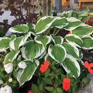 Hosta Minute Man Hosta Minute Man