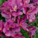 Princess Lily Louise Pplplilou 2018 - Garden Express Australia