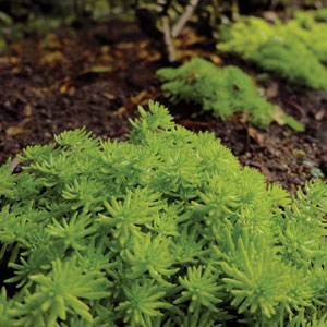 Sedum Gold Mound Sedum Gold Mound