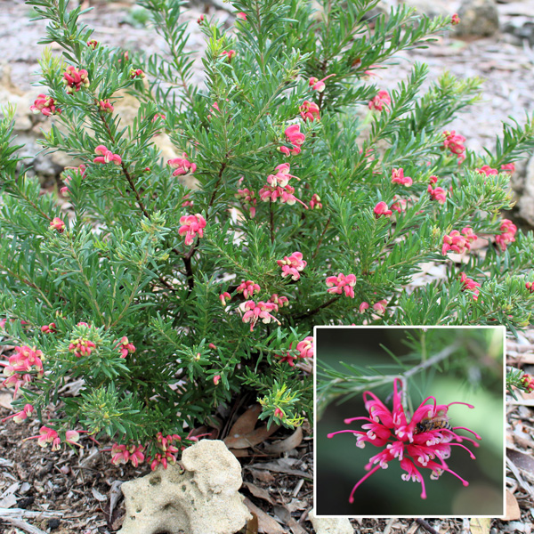 Grevillea Pink Pearl Grevillea Pink Pearl