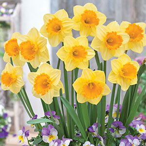 Daffodil Signor Daffodil Signor