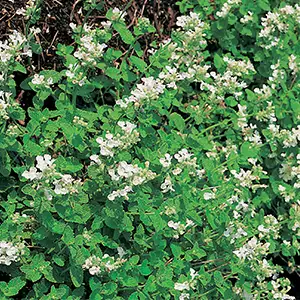 Catmint Snowflake Catmint Snowflake