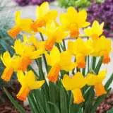 Daffodil Jetfire 16 Fm 14262384pa - Garden Express Australia