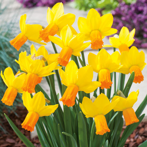 Daffodil Jet Fire Daffodil Jet Fire