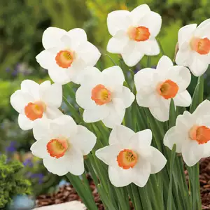 Daffodil Fragrant Rose Daffodil Fragrant Rose