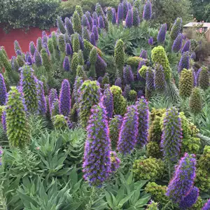 Echium Candicans 68mm Echium Candicans 68mm