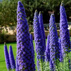 Echium Candicans Echium Candicans